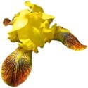 Iris yellow 1
