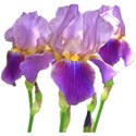 Iris mauve 4
