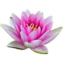Pink water lily 2