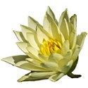 White water lily 3