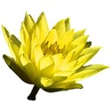 Yellow water lily 1