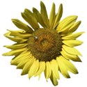 Sunflower dd