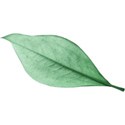 KITD_gourmande_leaf
