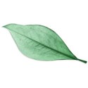KITD_gourmande_leaf