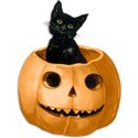 Black Cat in Pumpkin copy