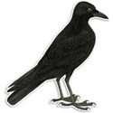 Raven 02