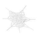 spiderwebwhite