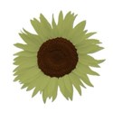 sunflowergreen