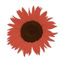 sunflowerred