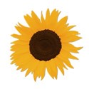 sunfloweryellow