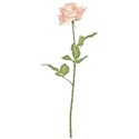 flower rose