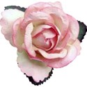 Pink Paper Rose