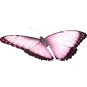 KITD_aspretty_butterfly