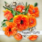 Poppies 1