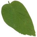 SCD_HopSkipJump_leaf2