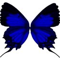 blue butterfly2