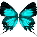 turquoise butterfly2