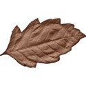 cwJOY-Thankful-leaf5