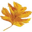 cwJOY-AutumnLove-leaf2