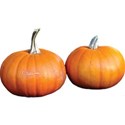 cwJOY-AutumnLove-pumpkins1