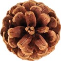 cwJOY-TraditionalChristmas-pinecone1