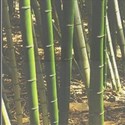 bamboo layered background 7