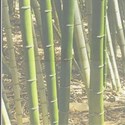 bamboo layered background 6