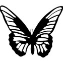 butterfly black