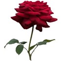 red rose a