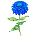 flower blue