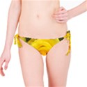 Yellow rose Bikini Bottom View1