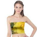 Yellow rose Tube Top View1