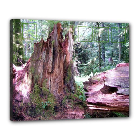 Cathedral Grove 2 16X20 Canvas - Canvas 20  x 16  (Stretched)