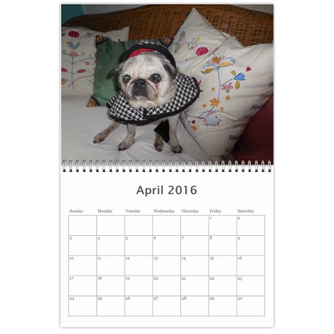 Pug Calendar Omi Clara 2016 By Lil Creatures Apr 2016