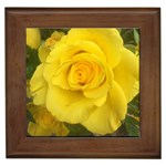 Yellow rose Framed Tile Front