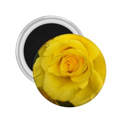 Yellow Rose 2 25  Magnet by glendatartist