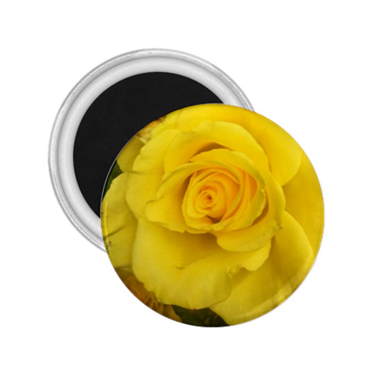 Yellow rose 2.25  Magnet