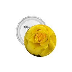 Yellow Rose 1 75  Button by glendatartist