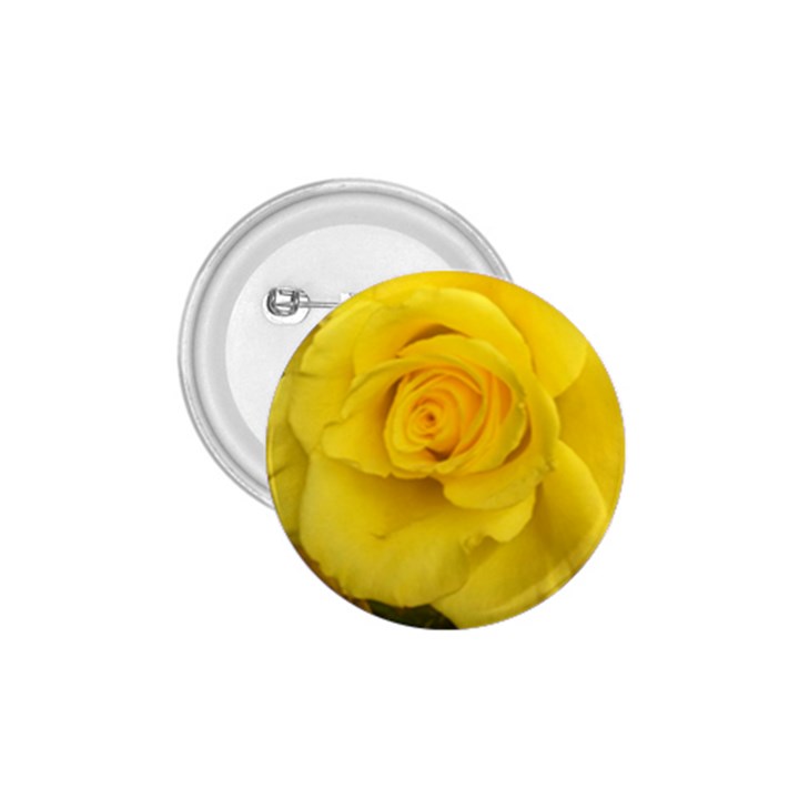 Yellow rose 1.75  Button