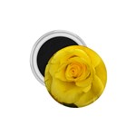 Yellow rose 1.75  Magnet Front