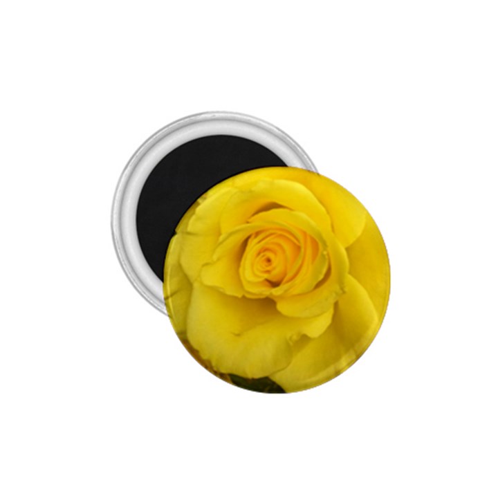 Yellow rose 1.75  Magnet