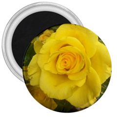 Yellow Rose 3  Magnet by glendatartist