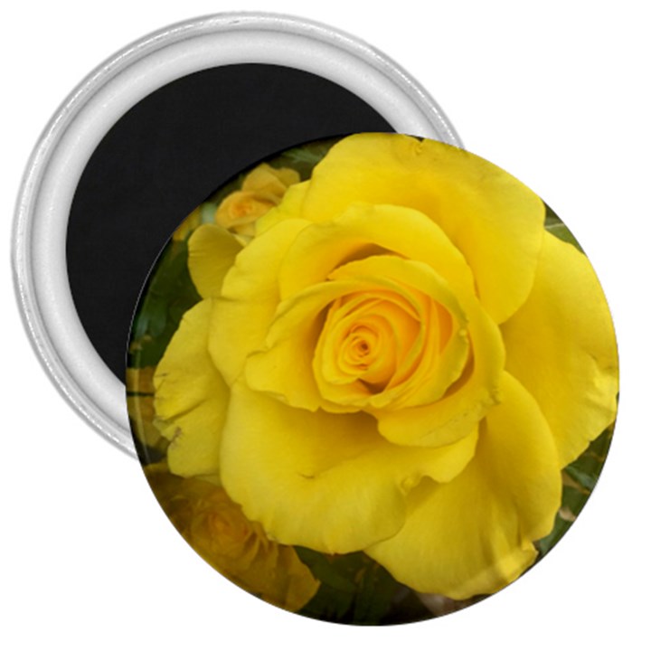 Yellow rose 3  Magnet