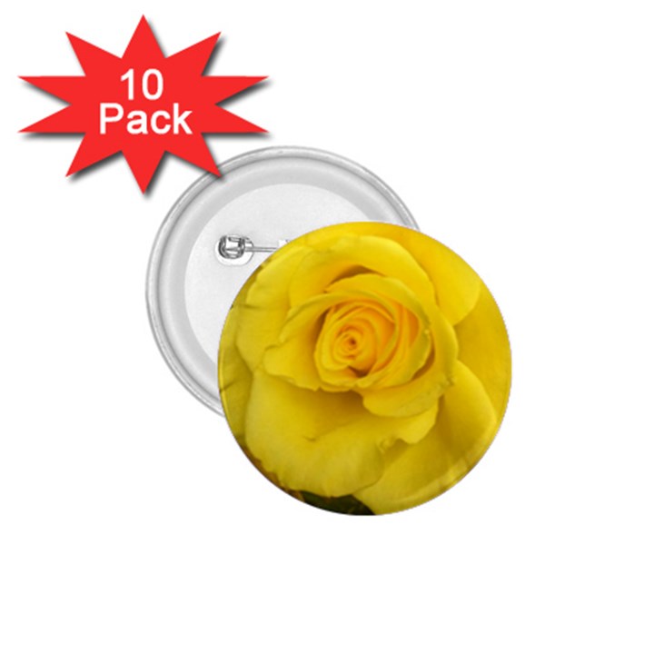 Yellow rose 1.75  Button (10 pack) 