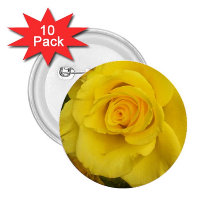 Yellow rose 2.25  Button (10 pack)