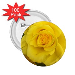 Yellow Rose 2 25  Button (100 Pack) by glendatartist