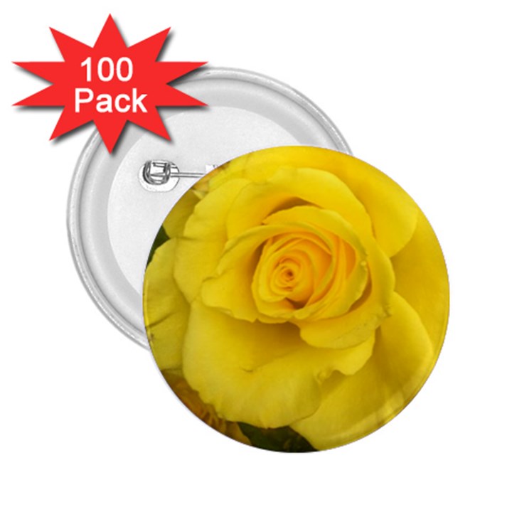 Yellow rose 2.25  Button (100 pack)