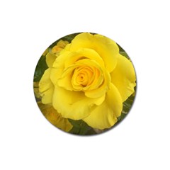 Yellow Rose Magnet 3  (round) by glendatartist