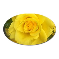 Yellow Rose Magnet (oval) by glendatartist