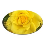 Yellow rose Magnet (Oval) Front